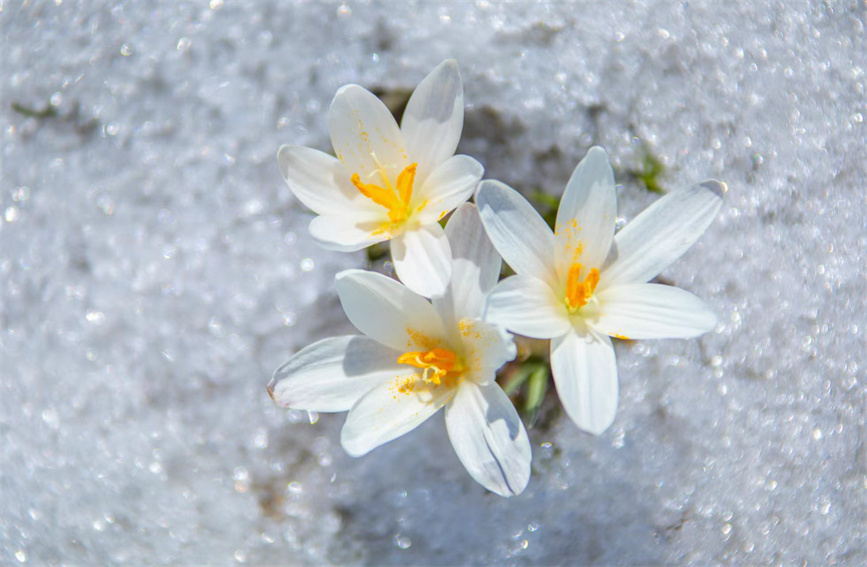 新疆那拉提"空中草原"顶冰花破雪绽放-中国新疆网